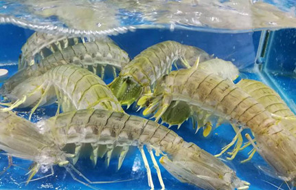 海鮮怎么進(jìn)口報關(guān)？有哪些注意事項？
